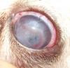 Foto de Veterinarias Tepeyac