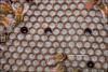 Foto de La Familia de la Apicultura - The Beekeeping of Family